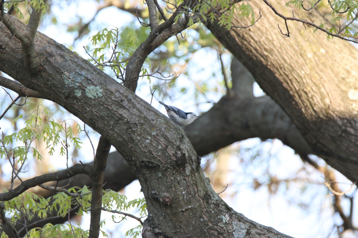 White-breasted Nuthatch - ML440340641