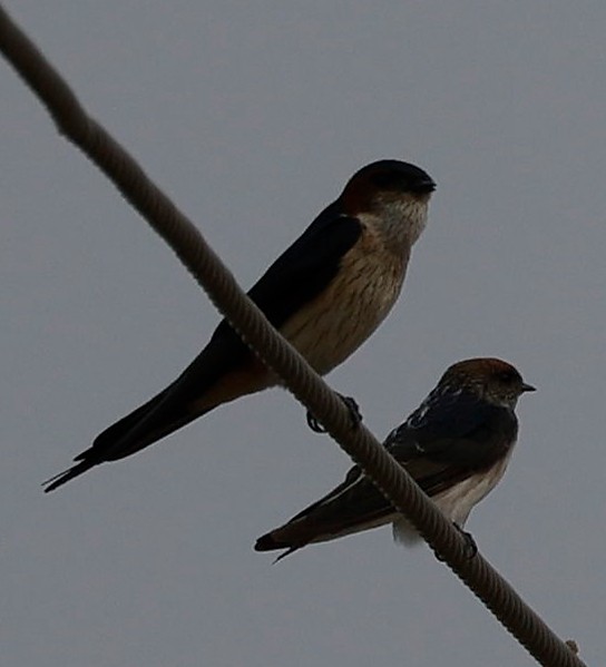 Red-rumped Swallow - Phani krishna Ravi