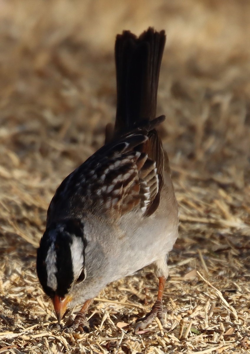 White-crowned Sparrow - ML440346661