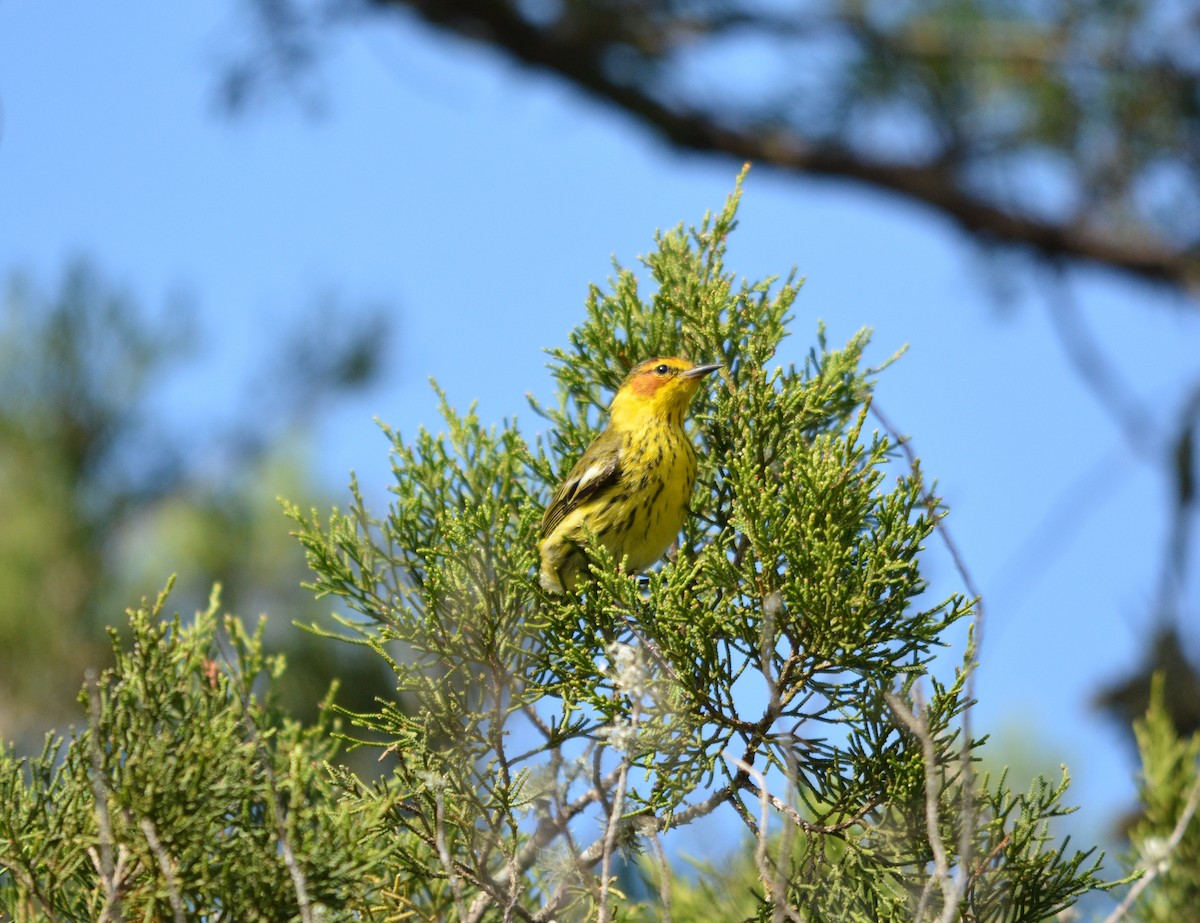 Cape May Warbler - ML440348131