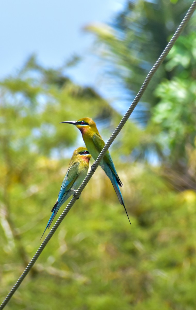 Blue-tailed Bee-eater - ML440350021