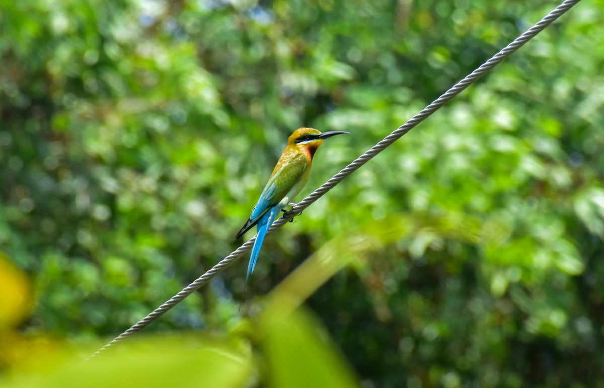Blue-tailed Bee-eater - ML440350171