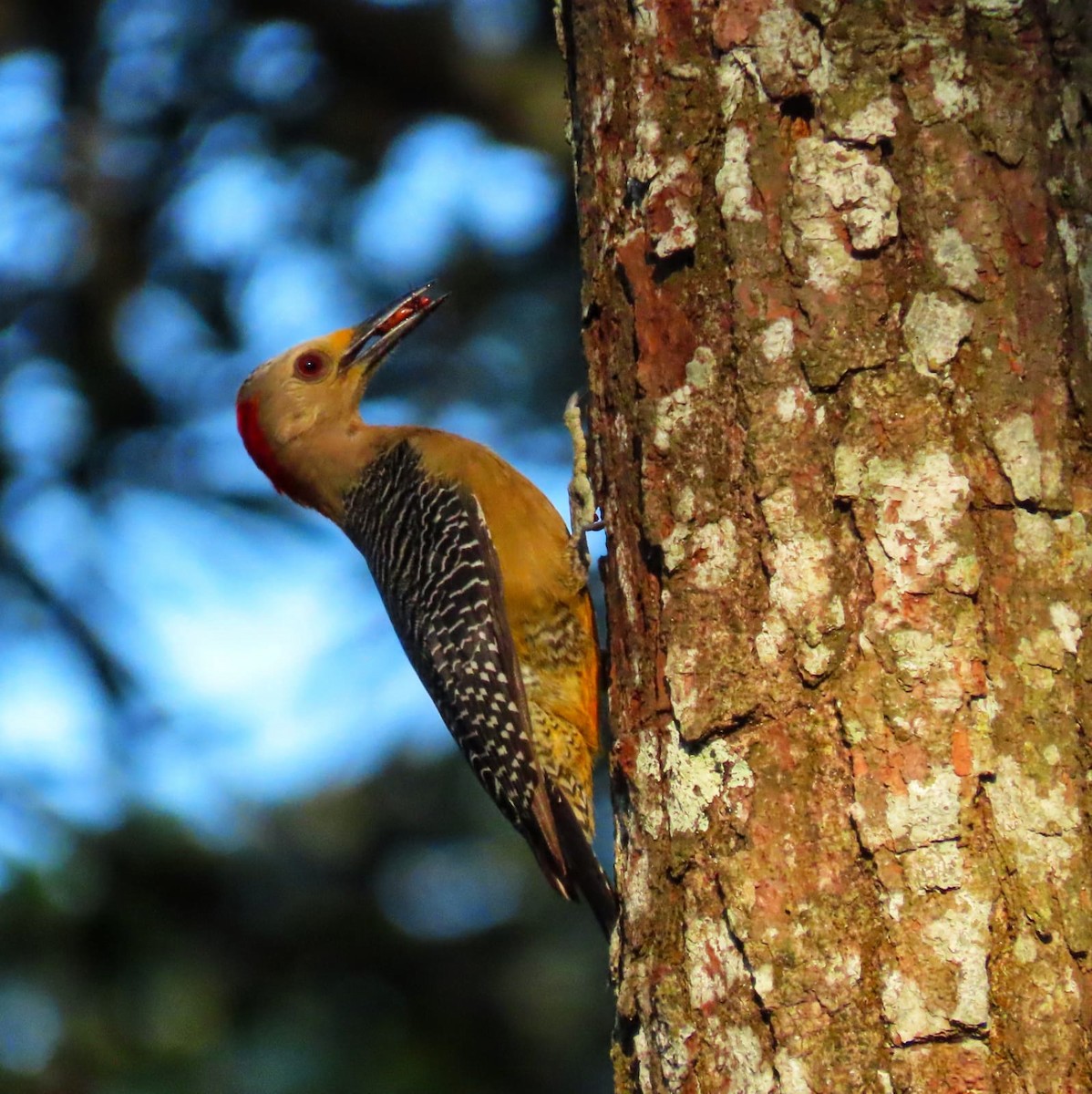 Golden-fronted Woodpecker - ML440350931