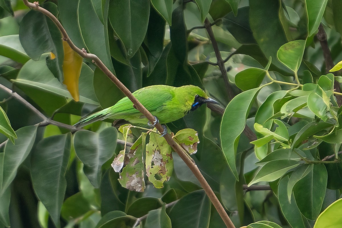 Lesser Green Leafbird - ML440353481