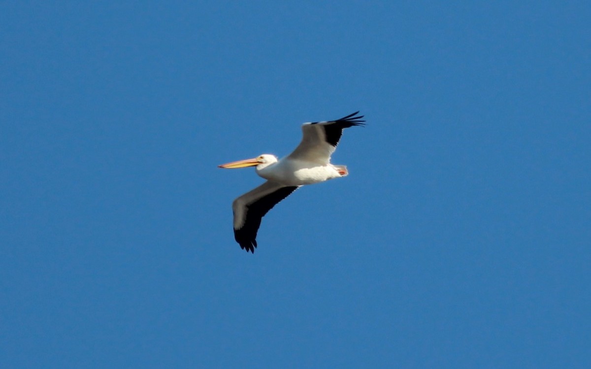 American White Pelican - ML44035361