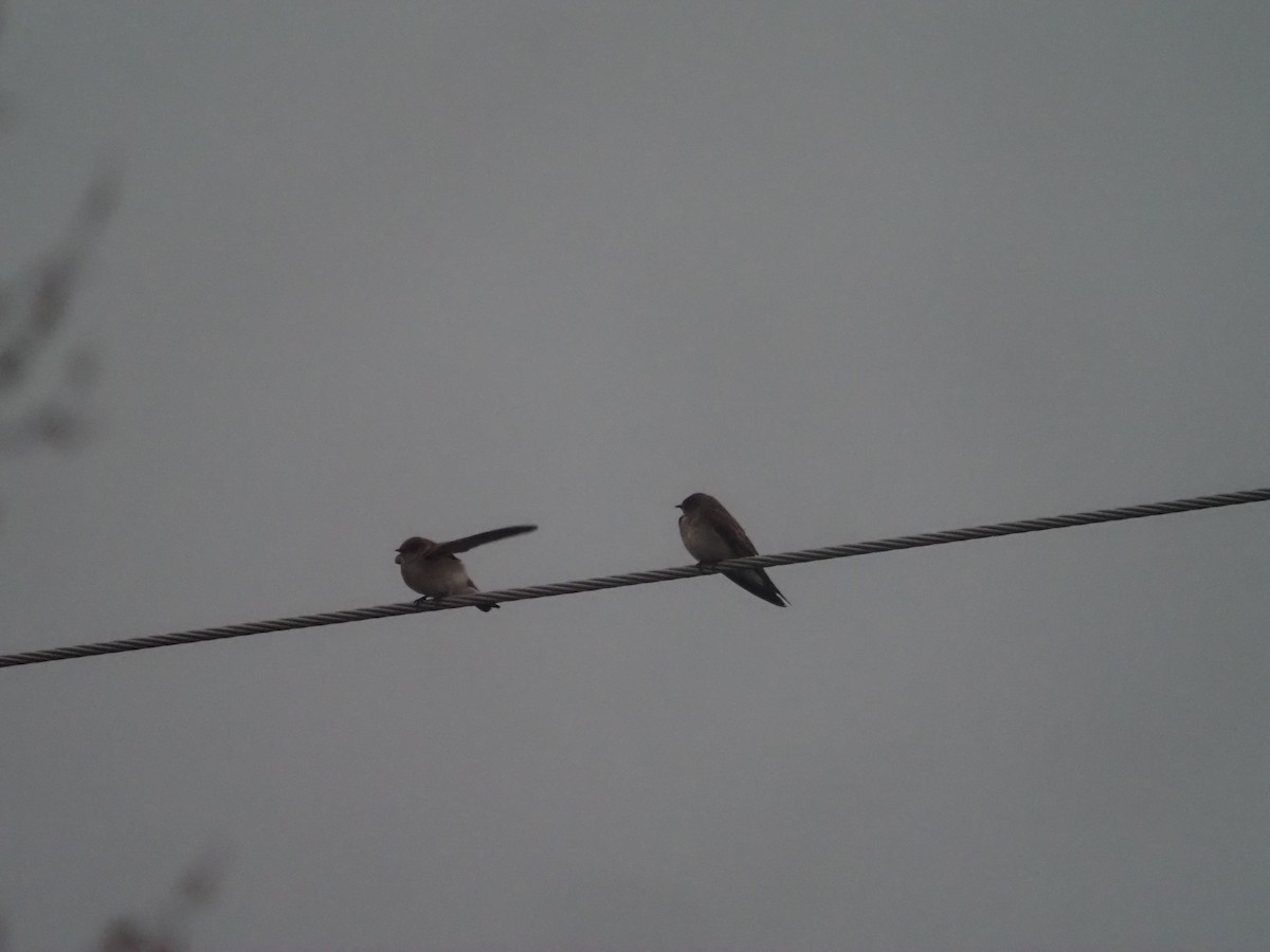 Northern Rough-winged Swallow - ML440356971