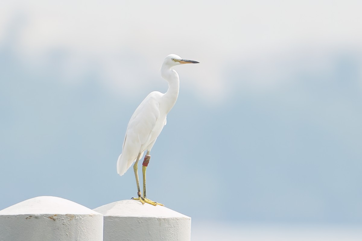 Chinese Egret - ML440358851