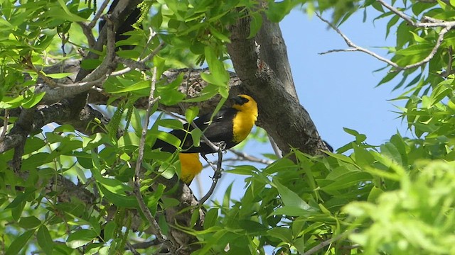 Yellow-headed Blackbird - ML440365211
