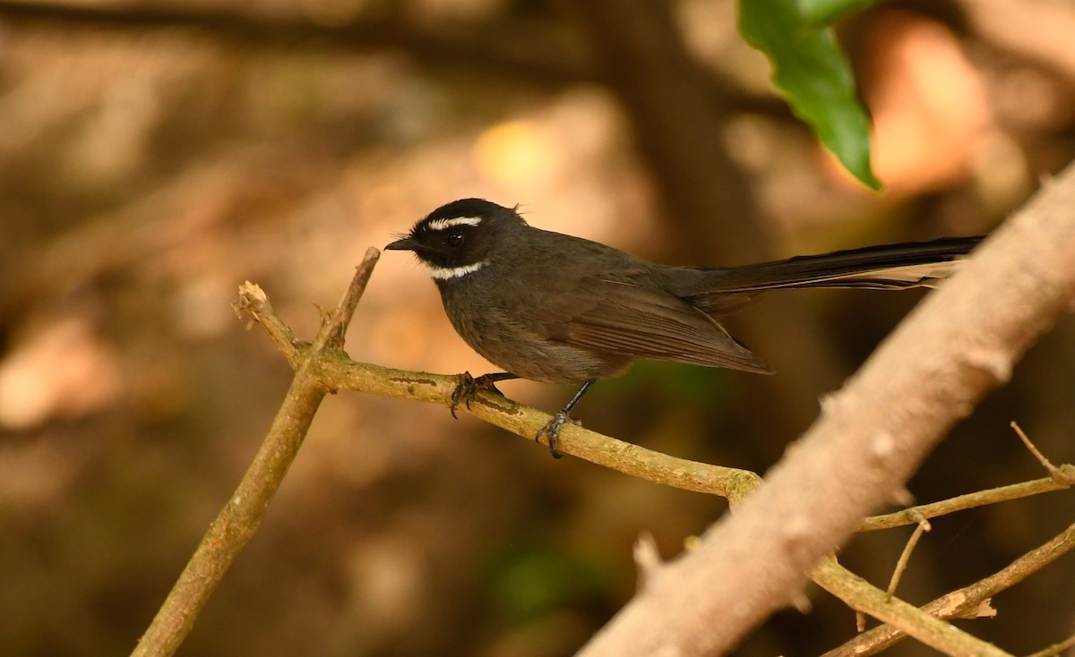 White-throated Fantail - ML440368351