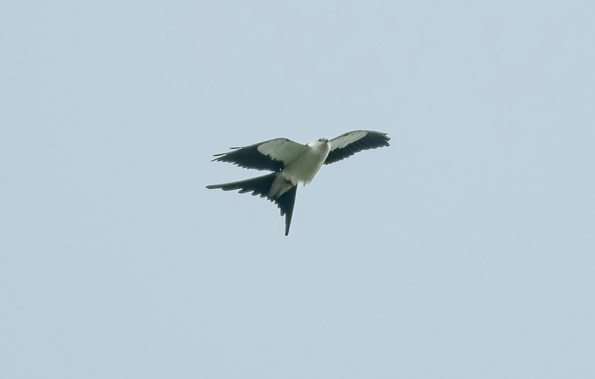 Swallow-tailed Kite - Cara Young