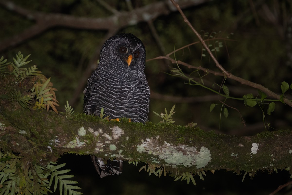 Black-banded Owl - ML440380411