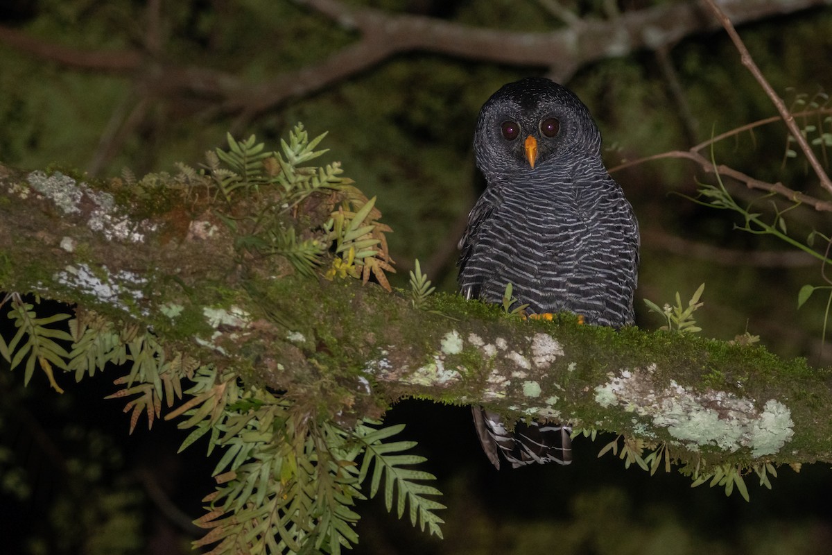 Black-banded Owl - ML440380421