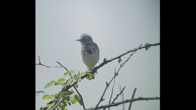 Meadow Pipit - ML440386651