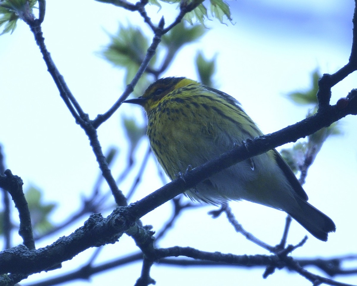 Cape May Warbler - David Kennedy