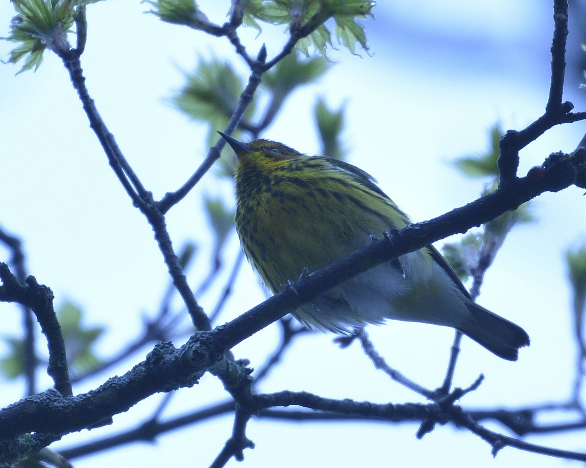 Cape May Warbler - ML440389901