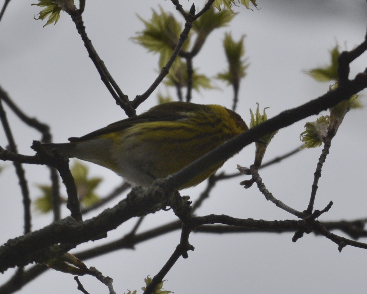 Cape May Warbler - ML440389991