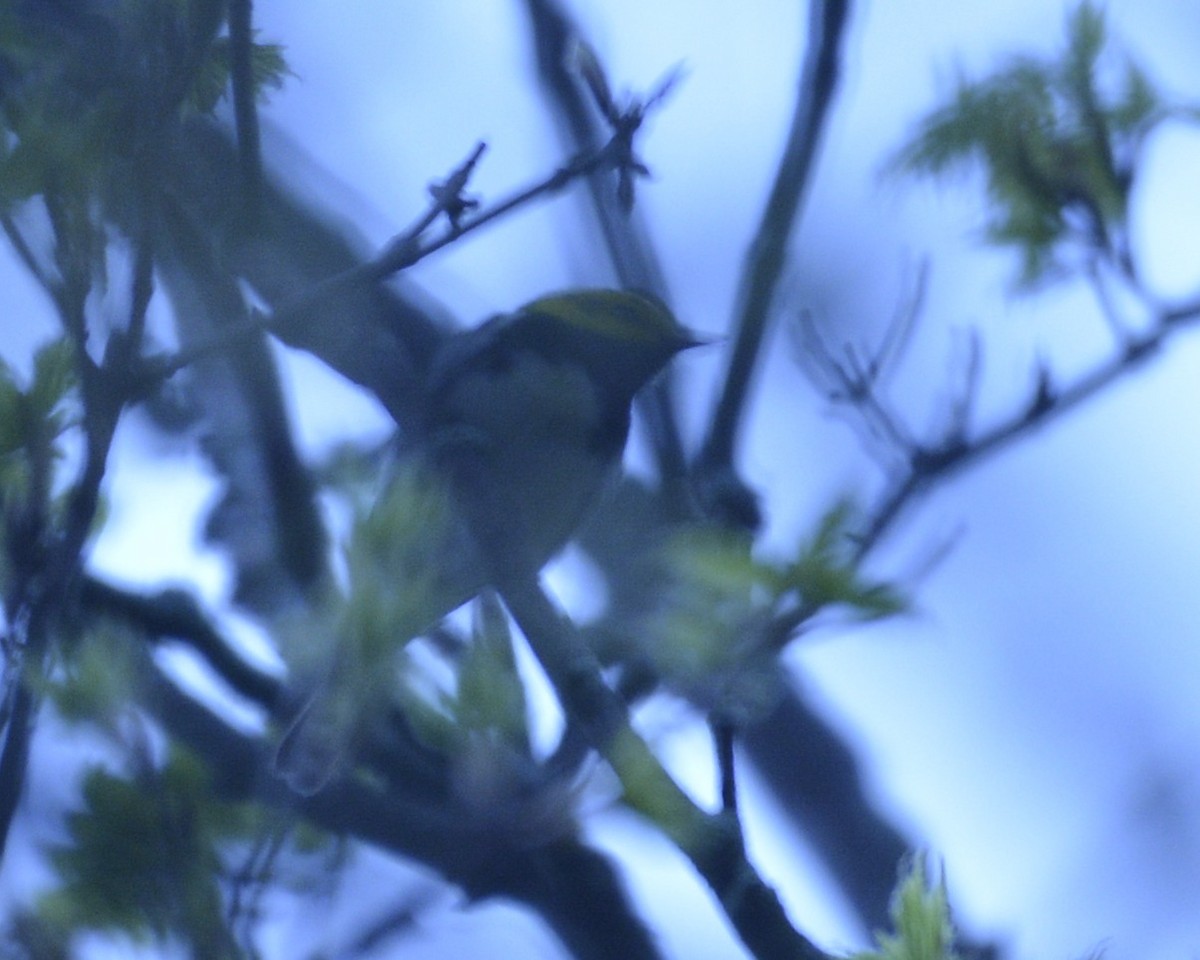 Black-throated Green Warbler - David Kennedy