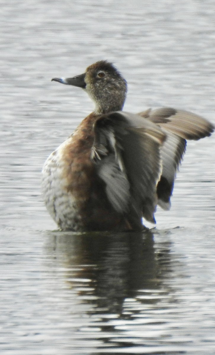 Ring-necked Duck - ML440390881