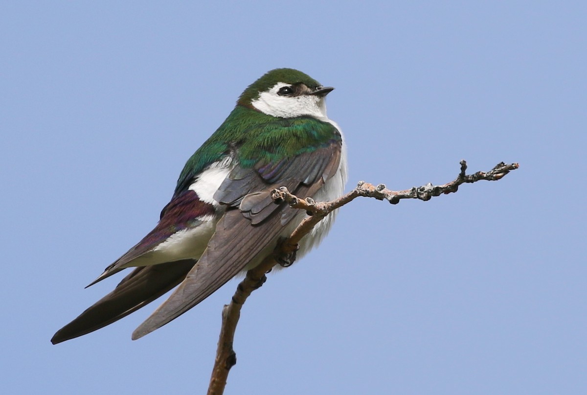 Violet-green Swallow - ML44039631