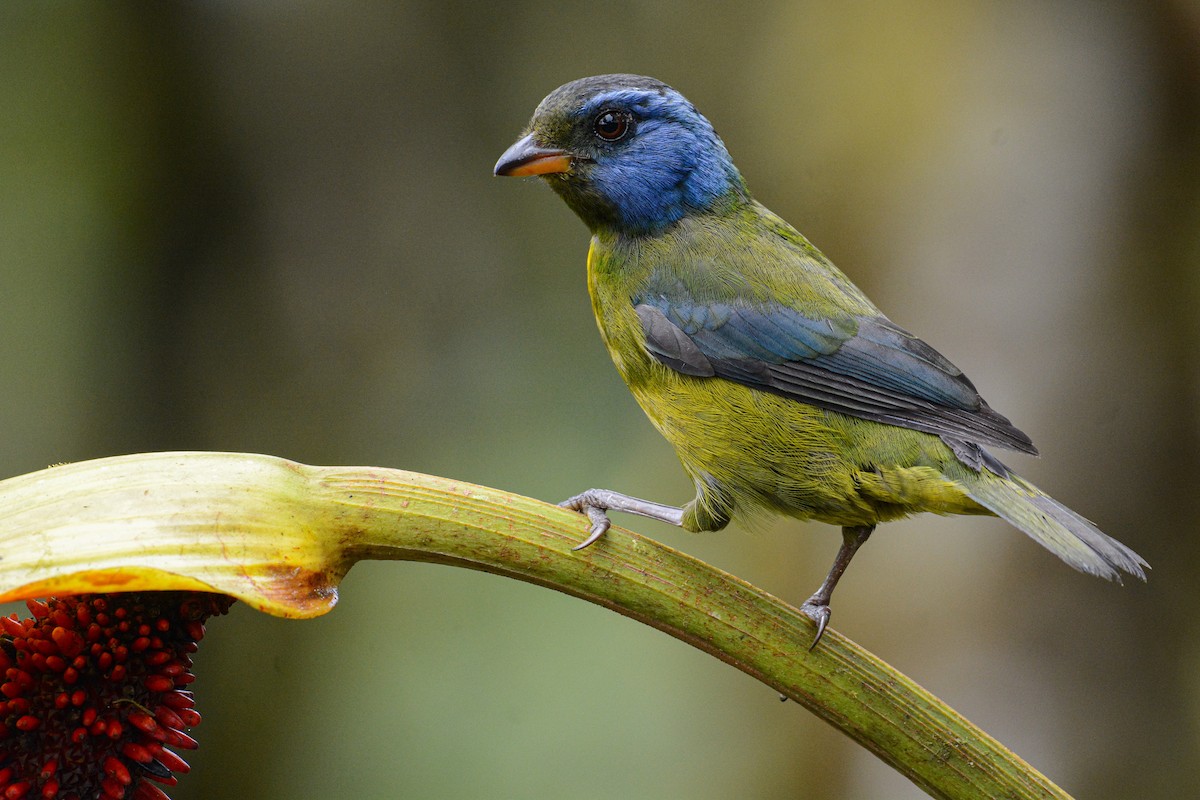 Moss-backed Tanager - Patrick Maurice
