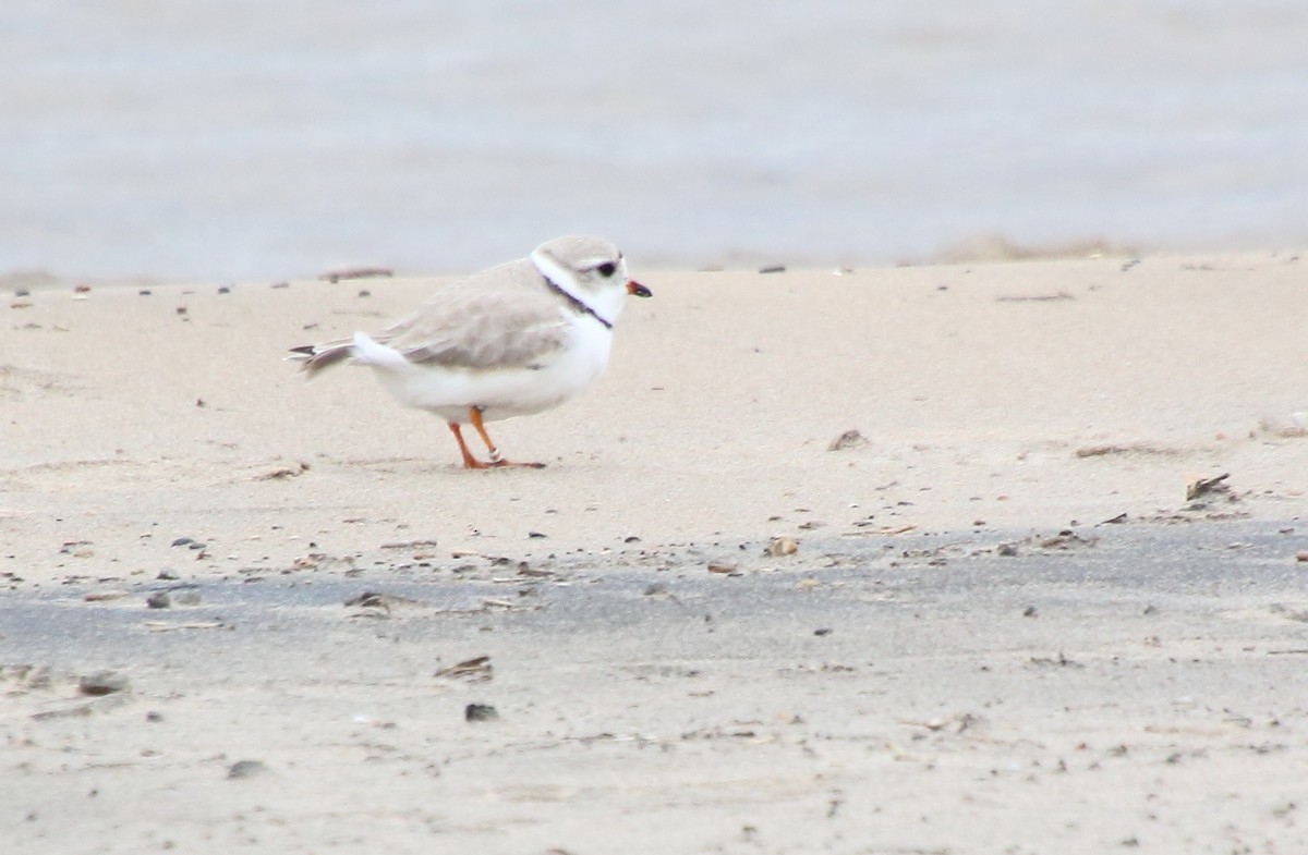 Piping Plover - ML440402071