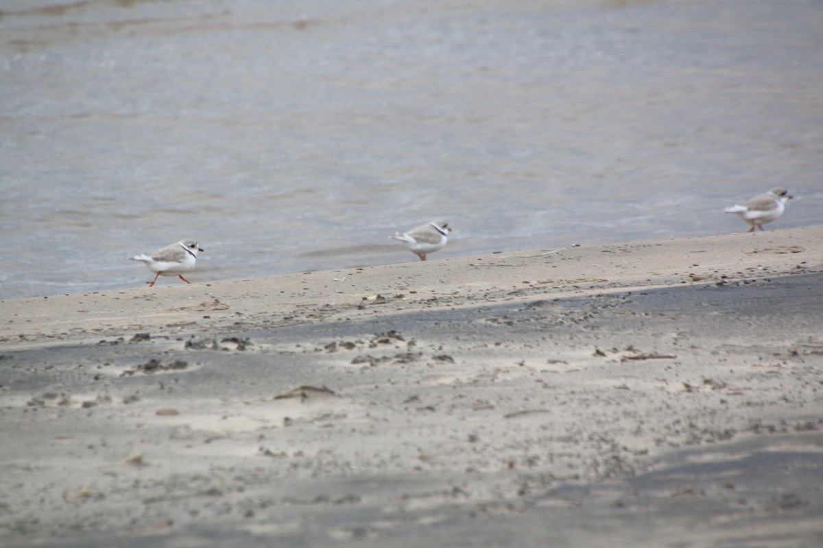 Piping Plover - ML440402381