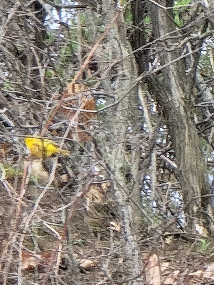 Yellow Warbler - ML440405881