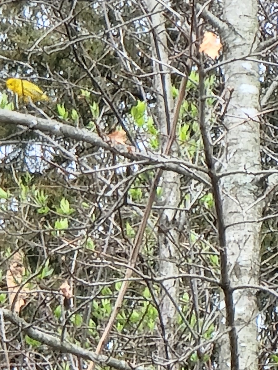 Yellow Warbler - ML440405901