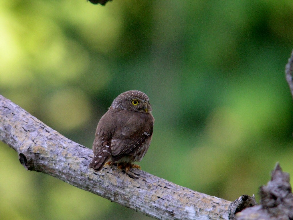 Colima Pygmy-Owl - ML44040631