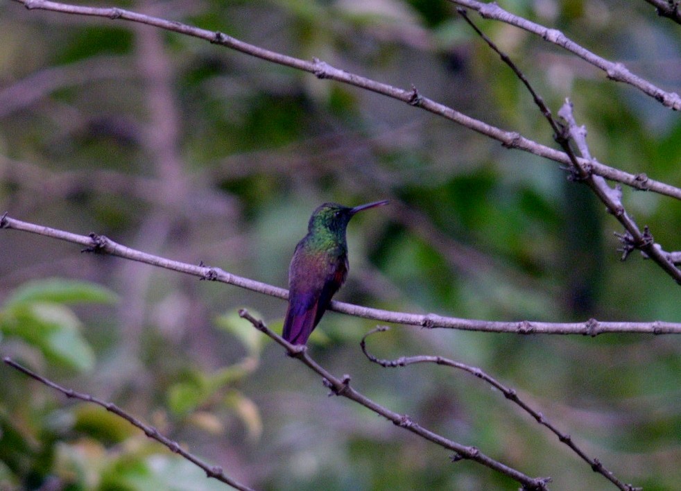Berylline Hummingbird - Russ Namitz