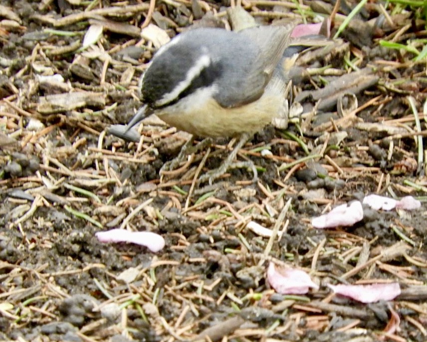 Red-breasted Nuthatch - ML440411271