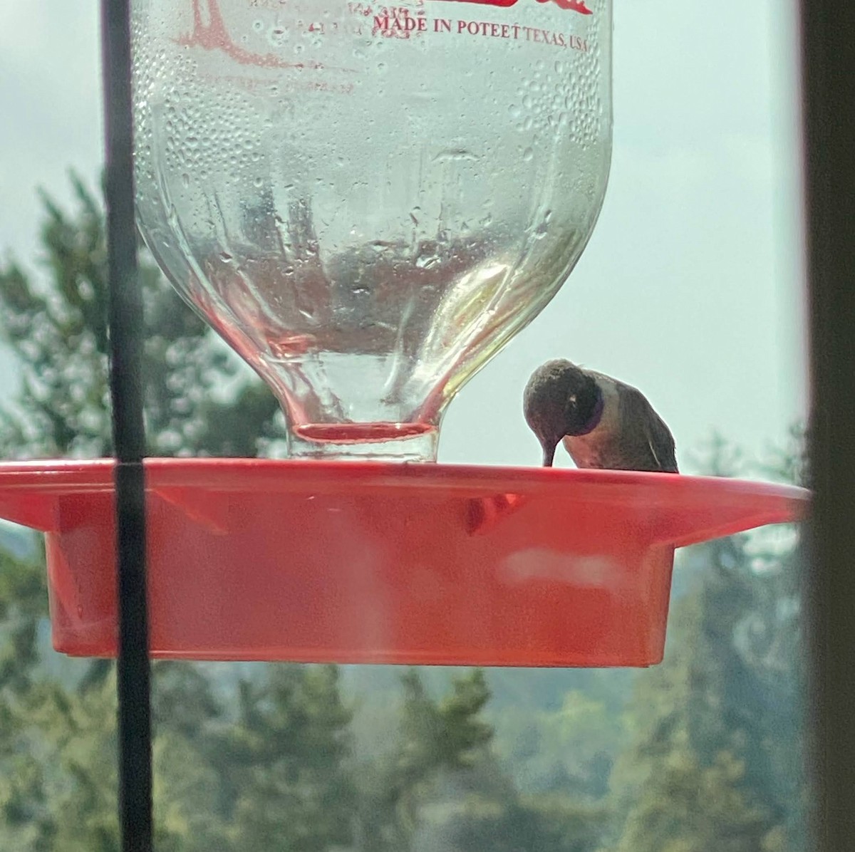 Black-chinned Hummingbird - ML440417531