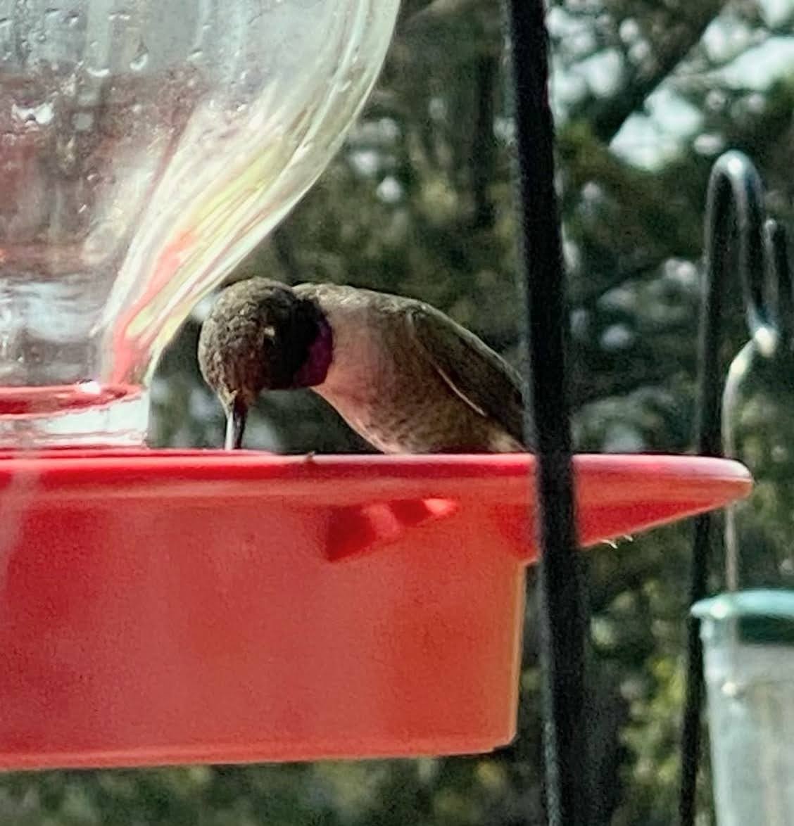 Black-chinned Hummingbird - ML440417651