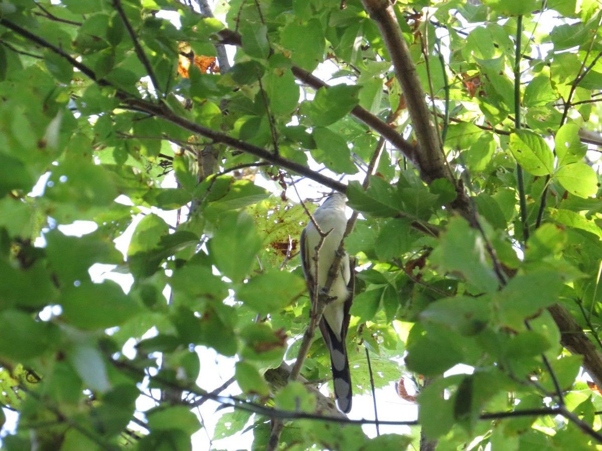 Yellow-billed Cuckoo - ML440419761