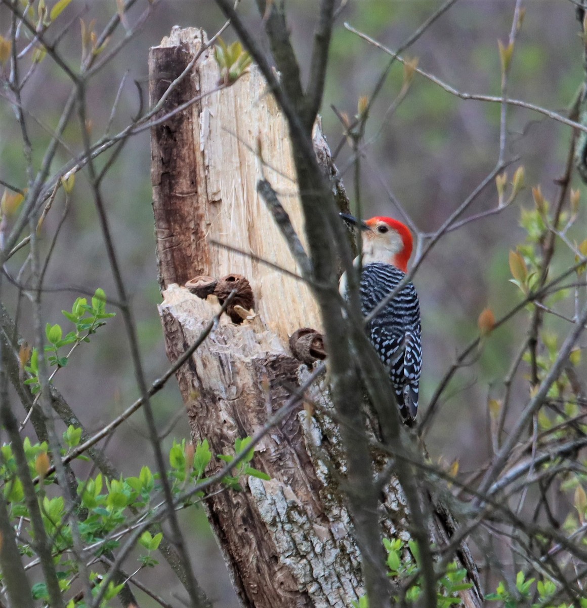 Red-bellied Woodpecker - ML440420131