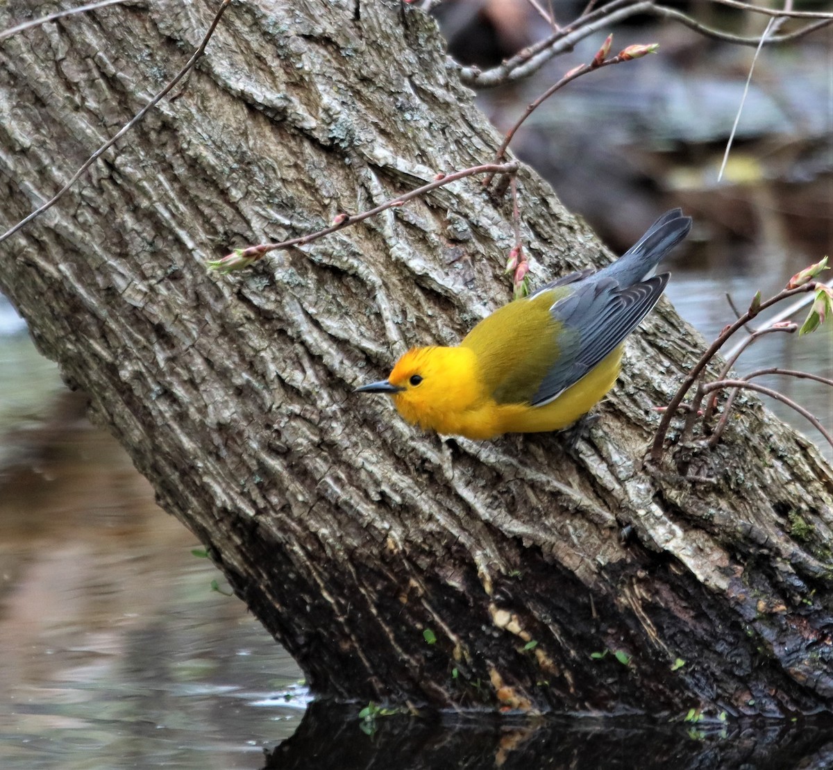 Prothonotary Warbler - ML440421311
