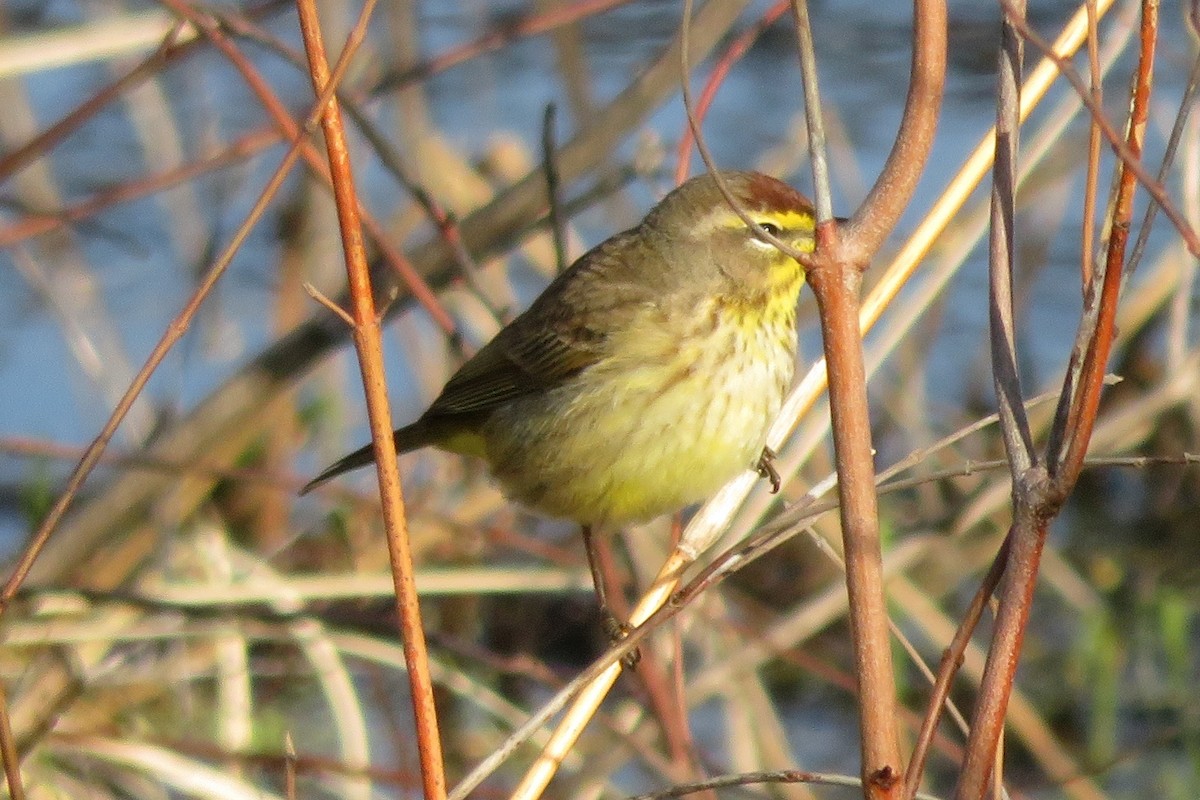 Palm Warbler - MW Stoakes