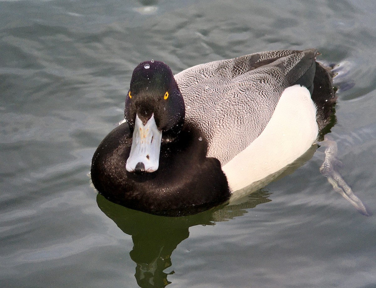 Greater Scaup - ML440429601