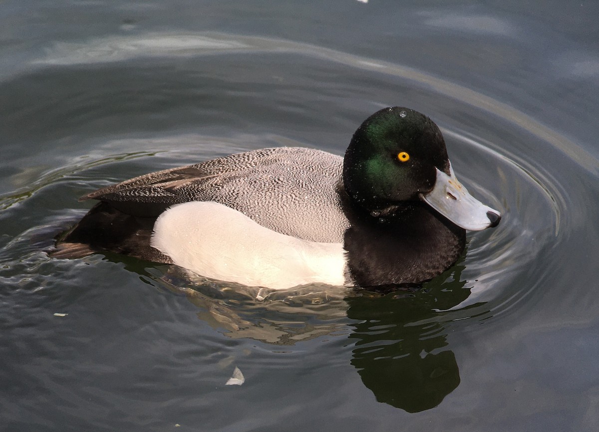 Greater Scaup - ML440429611