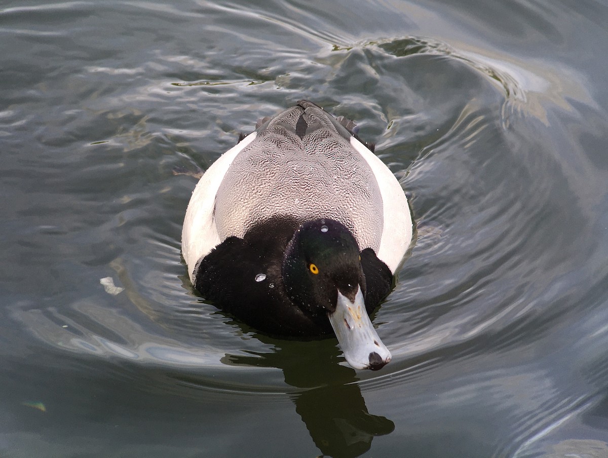 Greater Scaup - ML440429641