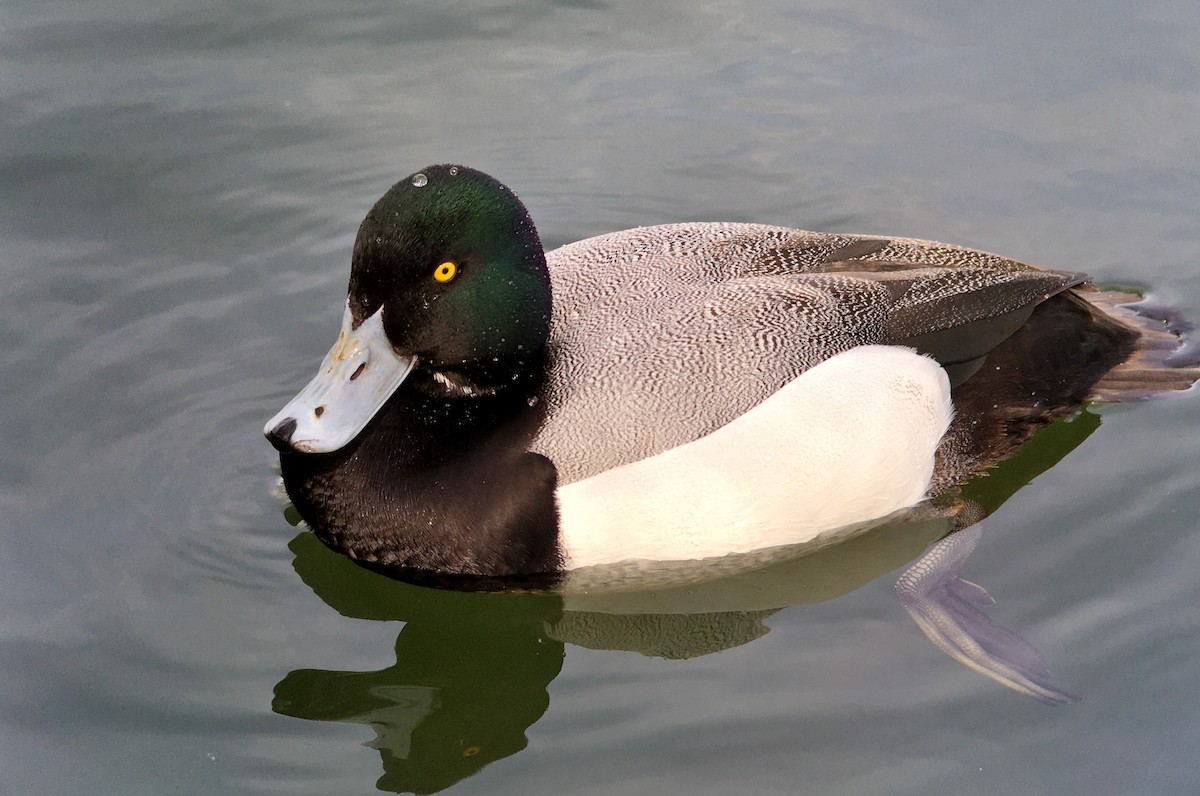 Greater Scaup - ML440429661