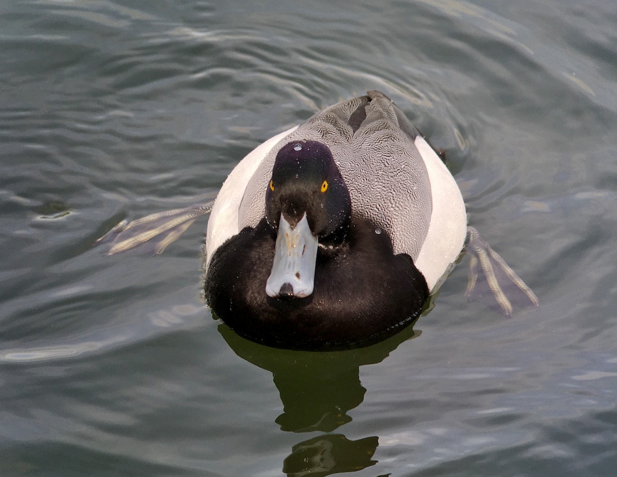 Greater Scaup - ML440429691