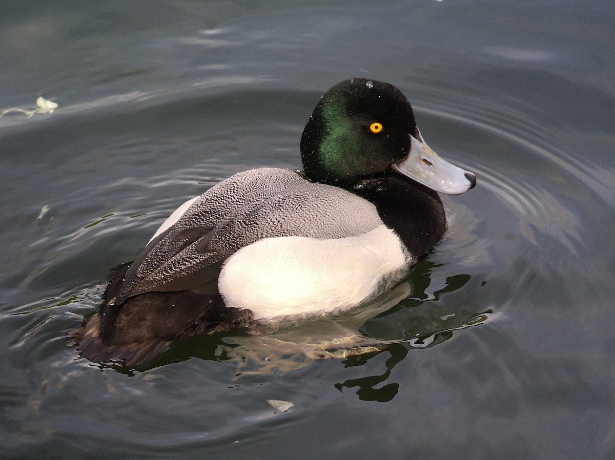Greater Scaup - ML440429741