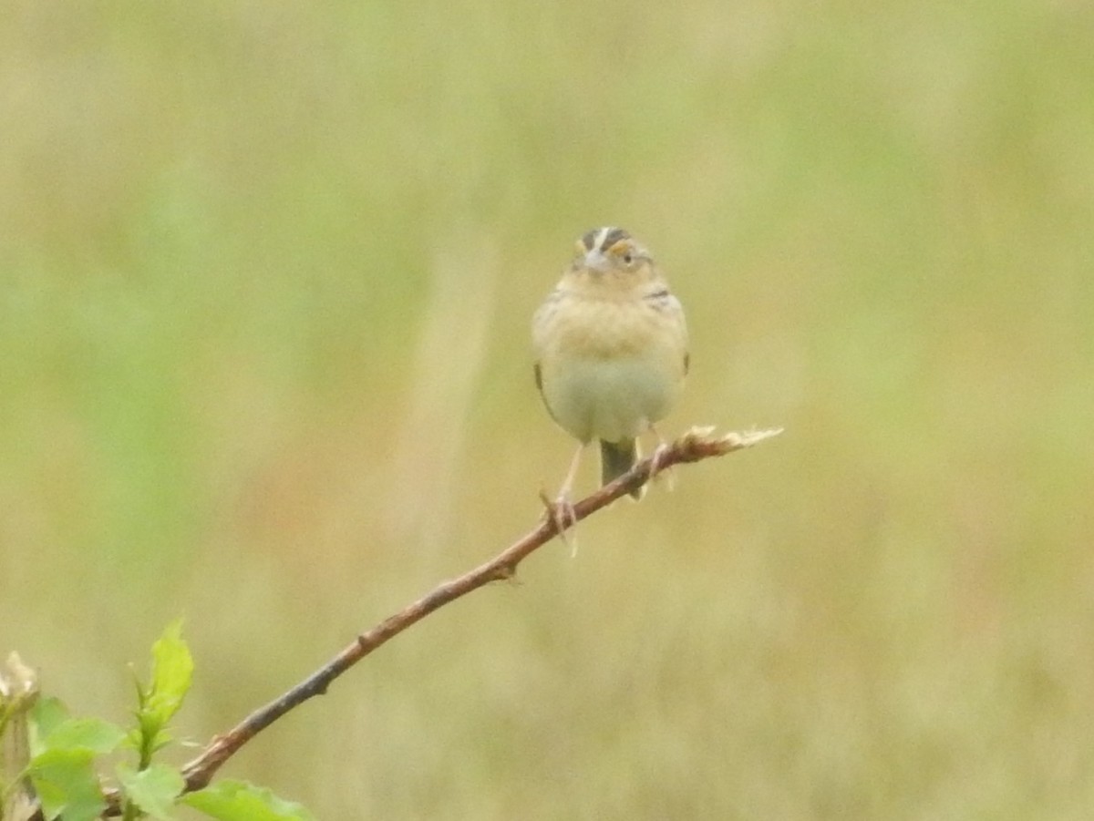 Maryland-DC Breeding Bird Atlas Checklist - 26 Apr 2022 - Patuxent ...