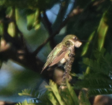Ruby-throated Hummingbird - César Sánchez