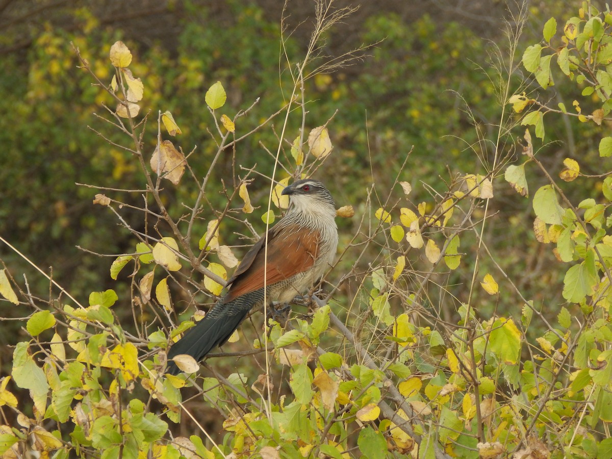 White-browed Coucal - Chris Rockwell