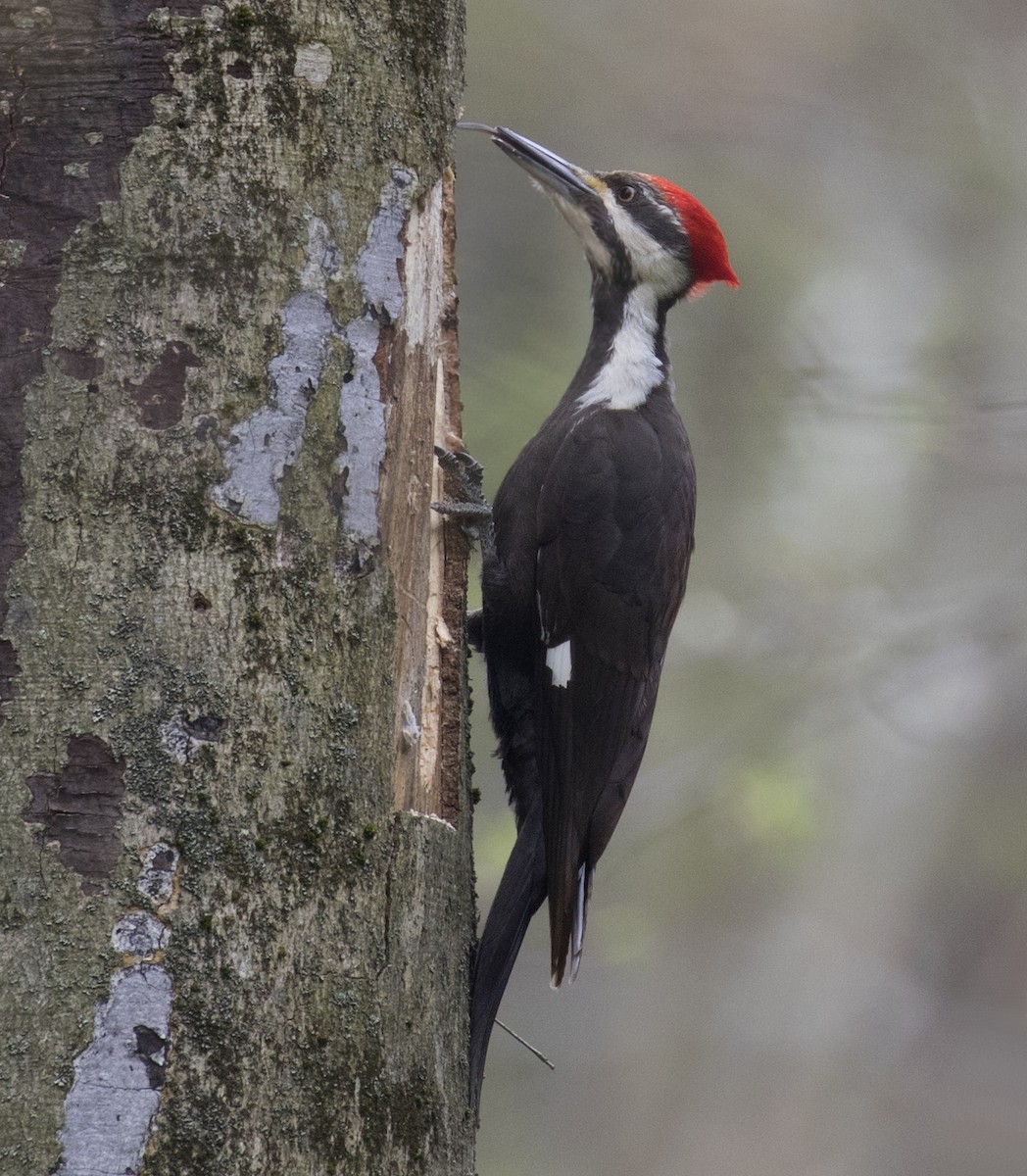 Pileated Woodpecker - ML440444491