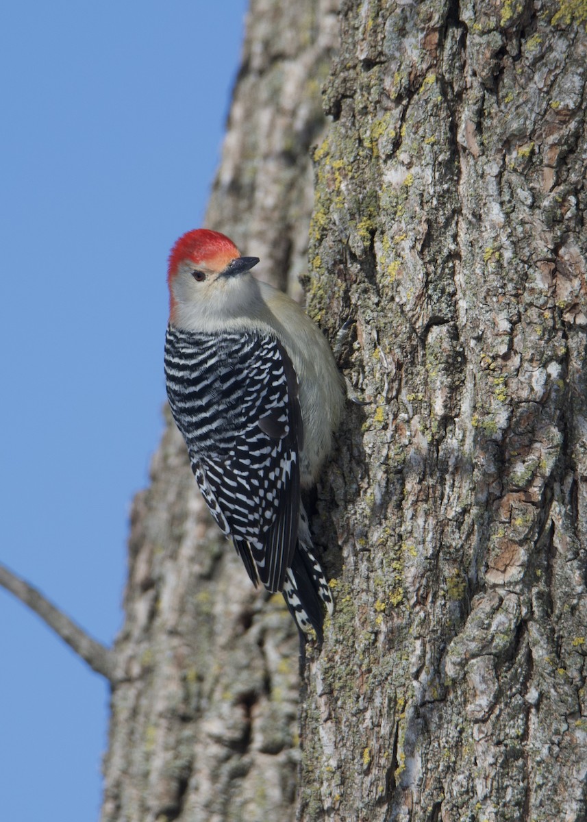 Red-bellied Woodpecker - ML440446041