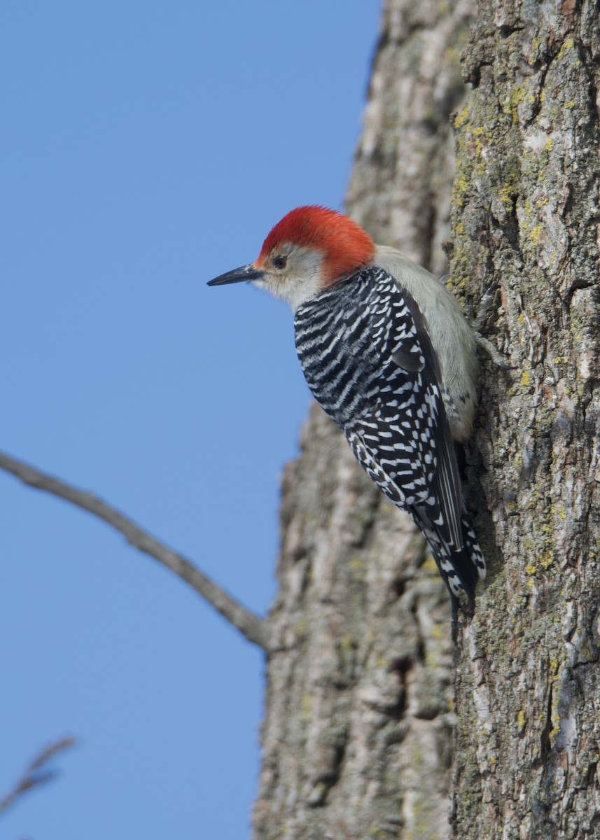 Red-bellied Woodpecker - ML440446061