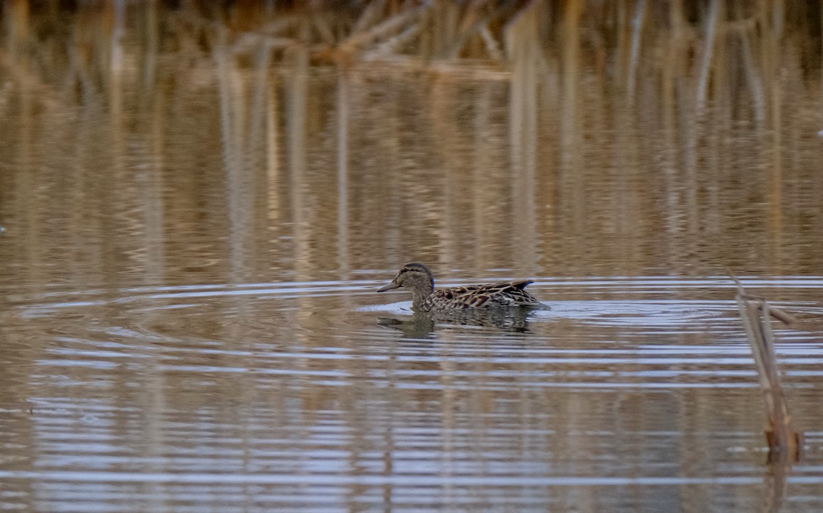 Green-winged Teal - ML440460661